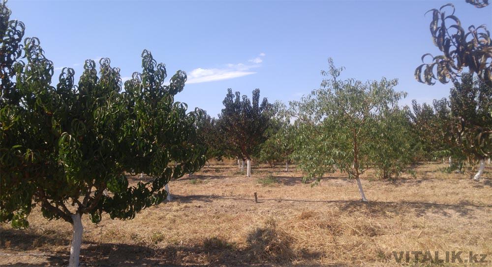 персики сады раимбек