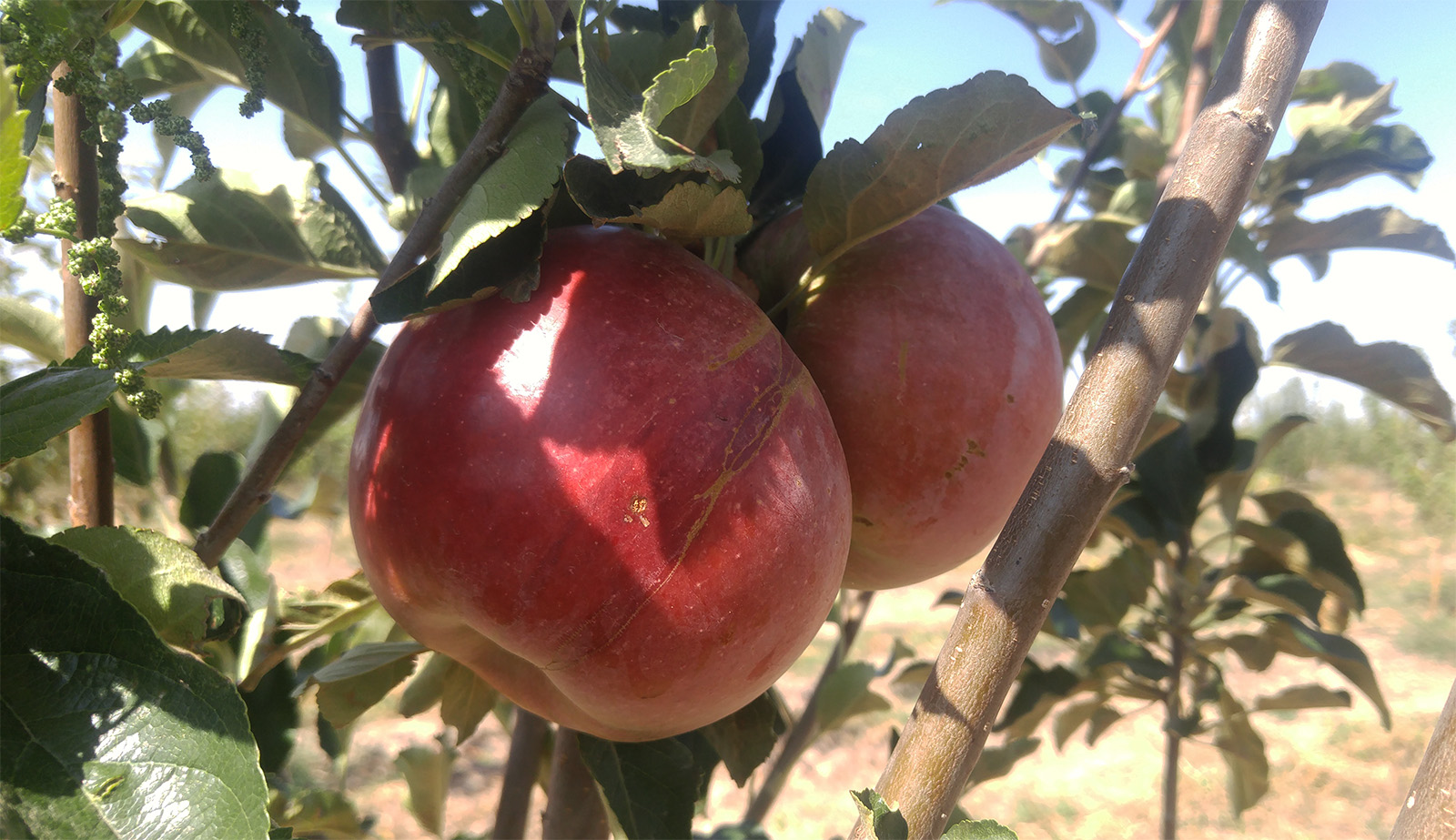 яблоки раимбек сады бахар
