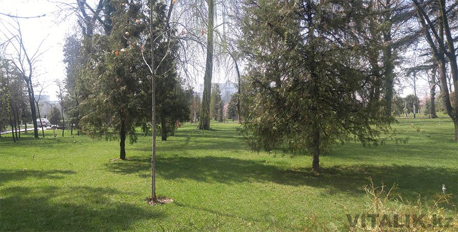 Зеленая трава Шотемура Душанбе