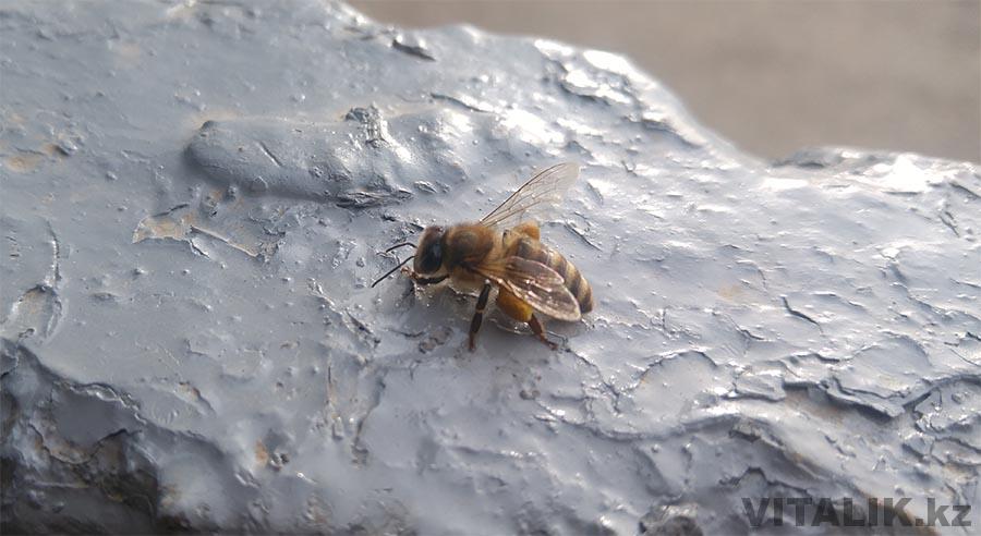 Пчела в марте Ташкент