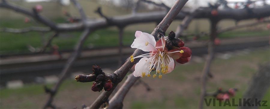 Яблоня цветы Ташкент