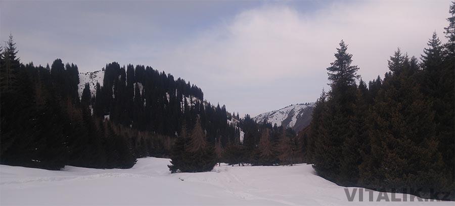 хвойный лес бутаковка